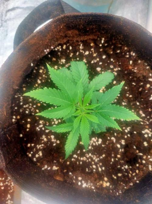 #1 Vietnamese x kush. Week 1