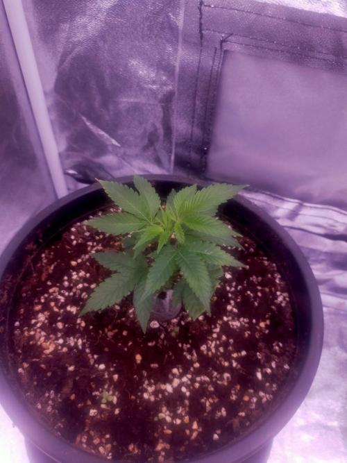 #1 Vietnamese x kush. Week 1