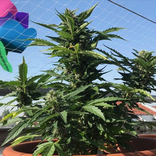 Desfran on Berlin roof terrace. Week 8