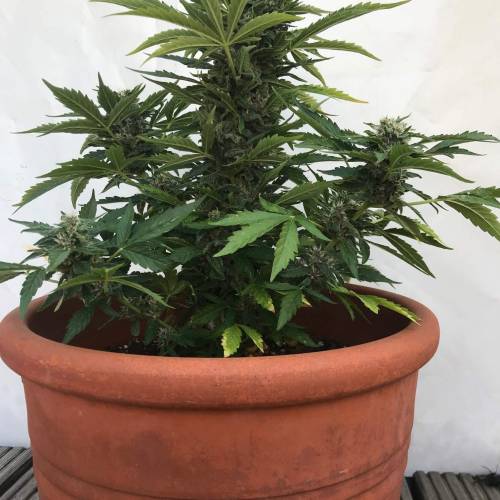 Desfran on Berlin roof terrace. Week 8