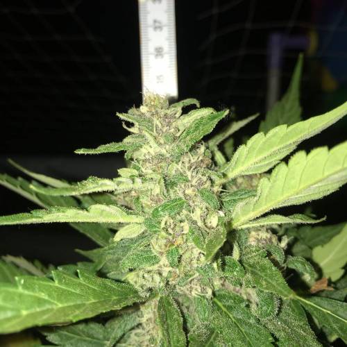 Desfran on Berlin roof terrace. Week 8