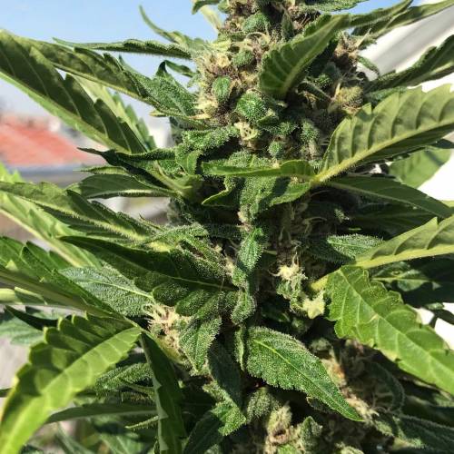 Desfran on Berlin roof terrace. Week 8