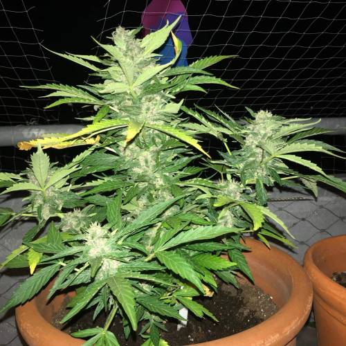 Desfran on Berlin roof terrace. Week 8