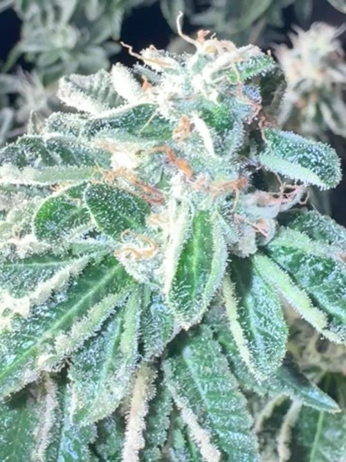 Master kush white label seeds