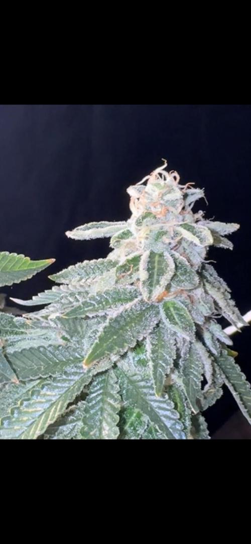 Master kush white label seeds. Week 8