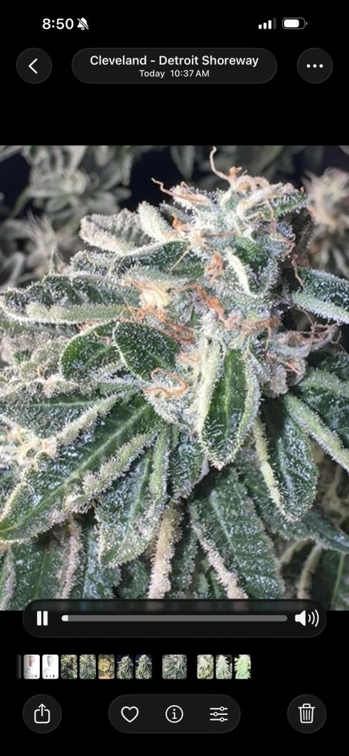 Master kush white label seeds. Week 8
