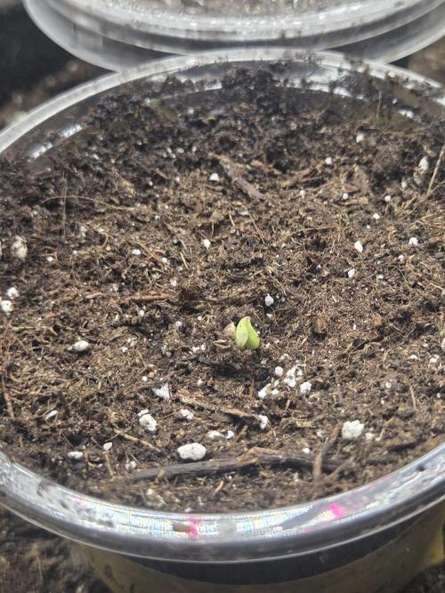 "Taylor" - Birthday Cake Oreoz. Week 0 - Day 4, first starter leaves emerging 