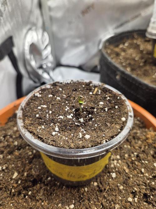Cloudlab 642 Advance Grow Tent 4x2 (48 x 24 x 72). Week 0