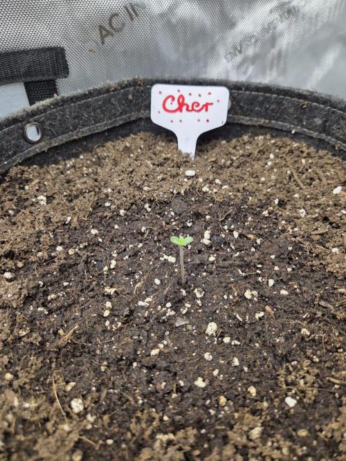 "Cher" - Old School Blues. Week 1 - Day2