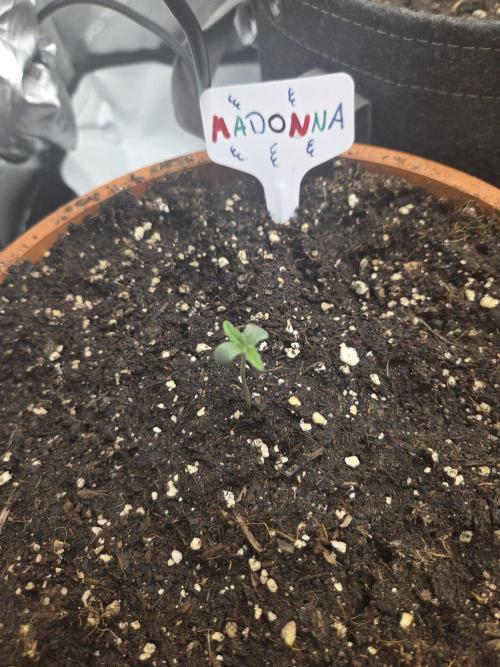 "Madonna" - Amnesia Haze. Week 1 - Day2