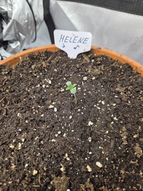 "Helene" - Dos Si Dos Auto. Week 1 - Day2
