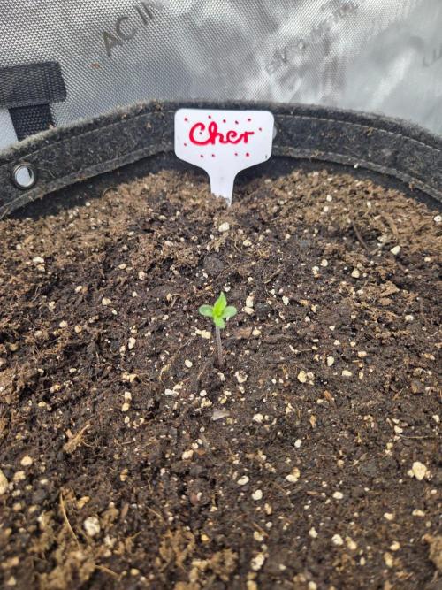 "Cher" - Old School Blues. Week 1 - Day3