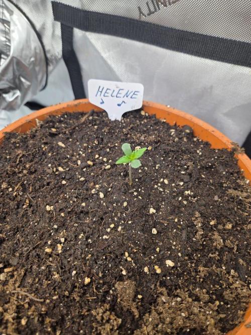 "Helene" - Dos Si Dos Auto. Week 1 - Day3