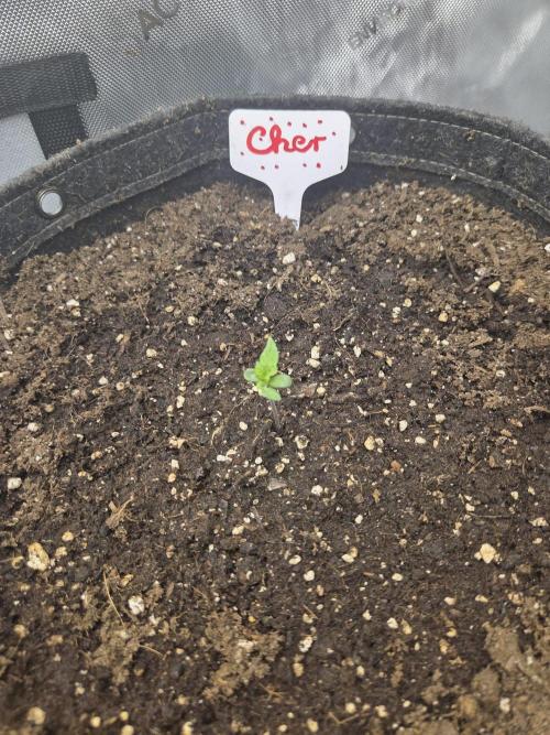 "Cher" - Old School Blues. Week 1 - Day4