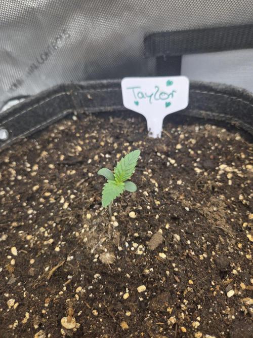 "Taylor" - Birthday Cake Oreoz. Week 1 - Day4