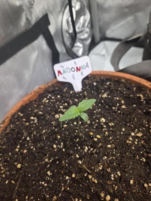 "Madonna" - Amnesia Haze. Week 1 - Day4
