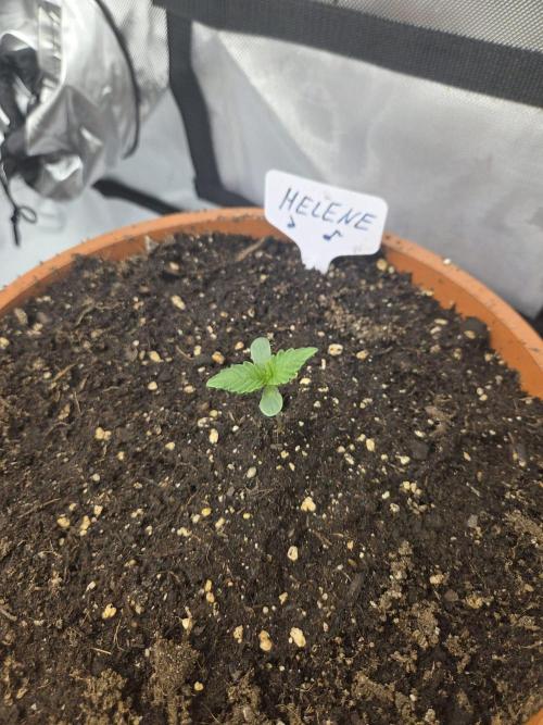 "Helene" - Dos Si Dos Auto. Week 1 - Day4