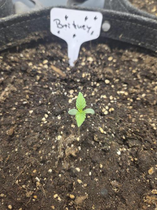 "Britney" - Sour Jealousy. Week 1 - Day4