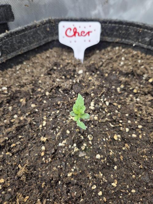 "Cher" - Old School Blues. Week 1 - Day5