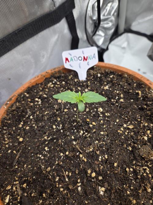 "Madonna" - Amnesia Haze. Week 1 - Day5