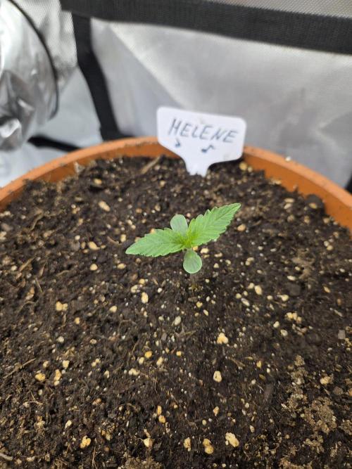 "Helene" - Dos Si Dos Auto. Week 1 - Day5