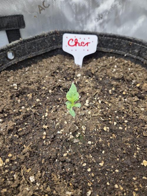 "Cher" - Old School Blues. Week 1 - Day6