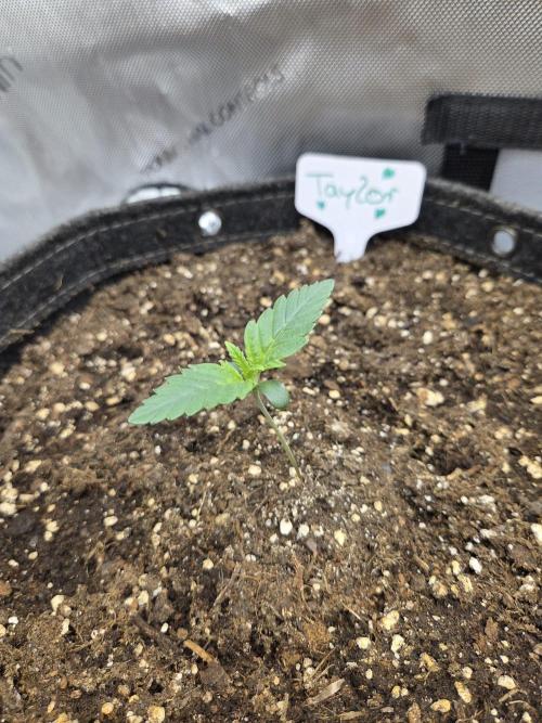 "Taylor" - Birthday Cake Oreoz. Week 1 - Day6