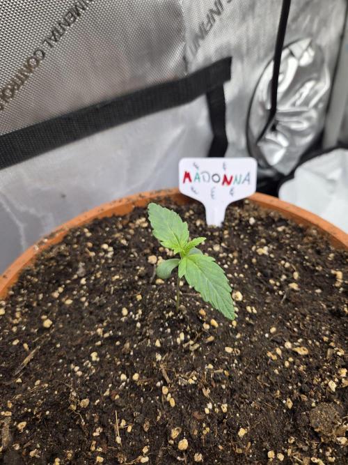 "Madonna" - Amnesia Haze. Week 1 - Day6