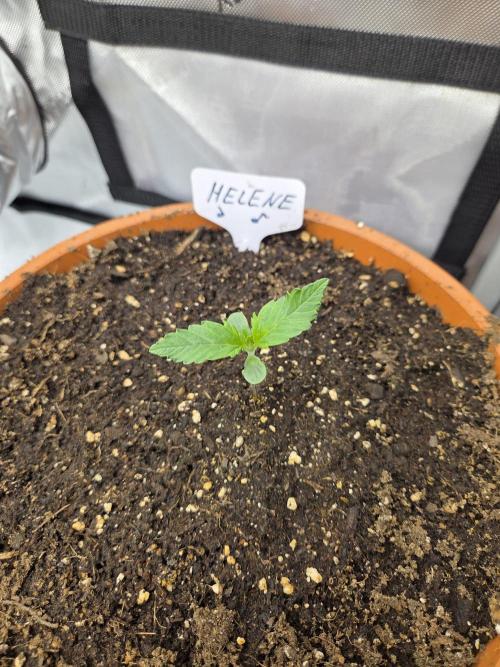 "Helene" - Dos Si Dos Auto. Week 1 - Day6
