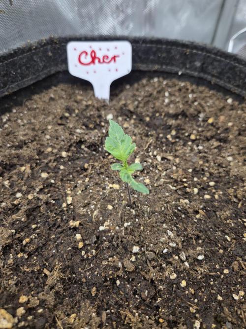 "Cher" - Old School Blues. Week 1 - Day7