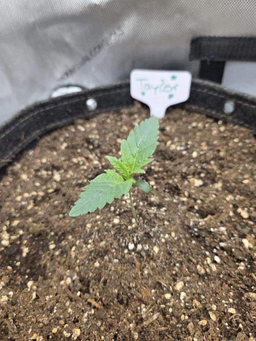 "Taylor" - Birthday Cake Oreoz. Week 1 - Day7