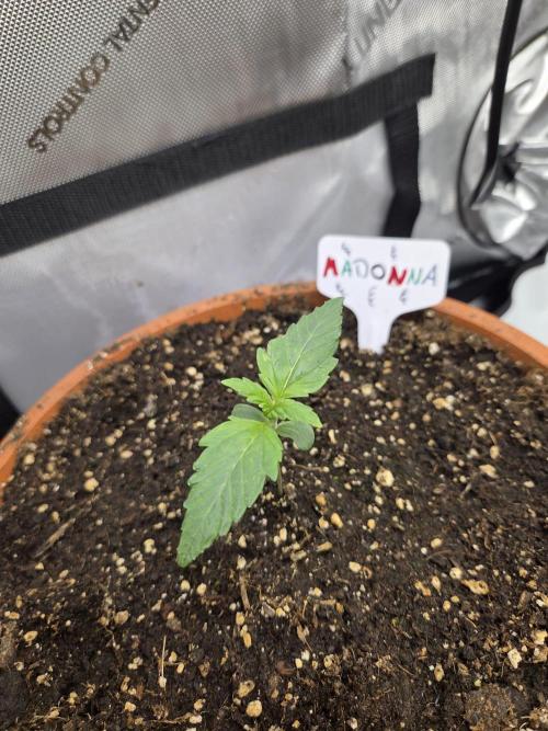 "Madonna" - Amnesia Haze. Week 1 - Day7