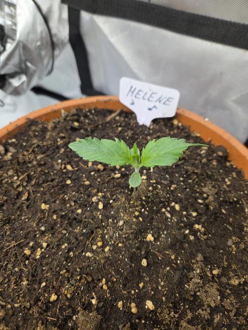 "Helene" - Dos Si Dos Auto. Week 1 - Day7