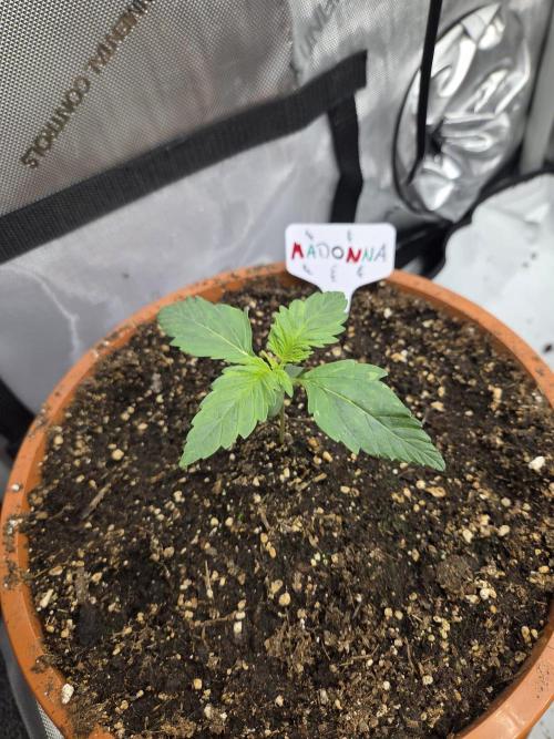 "Madonna" - Amnesia Haze. Week 2 - Day10