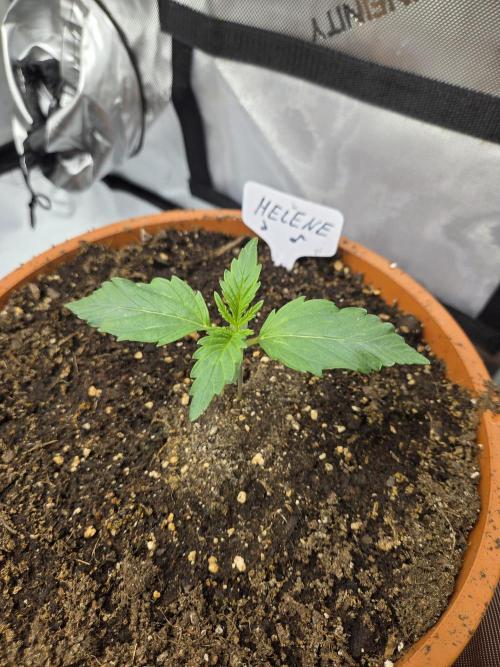 "Helene" - Dos Si Dos Auto. Week 2 - Day10