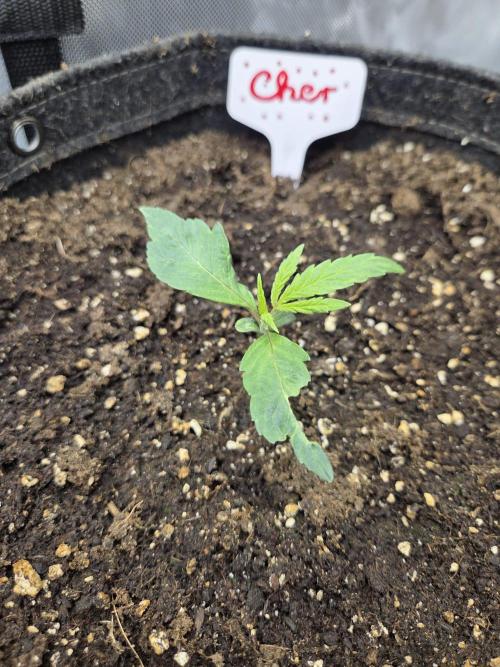"Cher" - Old School Blues. Week 2 - Day11