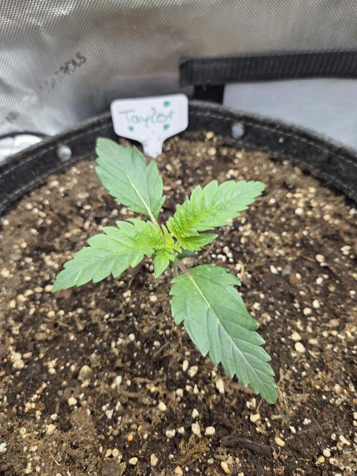 "Taylor" - Birthday Cake Oreoz. Week 2 - Day11
