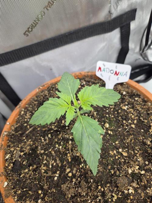 "Madonna" - Amnesia Haze. Week 2 - Day11