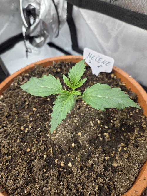 "Helene" - Dos Si Dos Auto. Week 2 - Day11