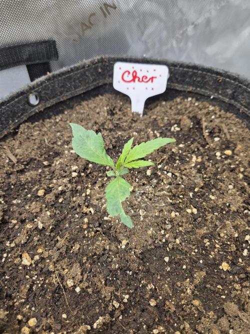 "Cher" - Old School Blues. Week 2 - Day12