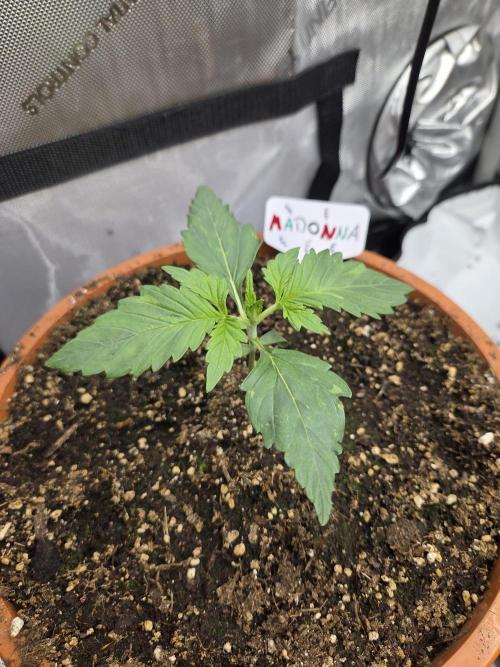 "Madonna" - Amnesia Haze. Week 2 - Day12
