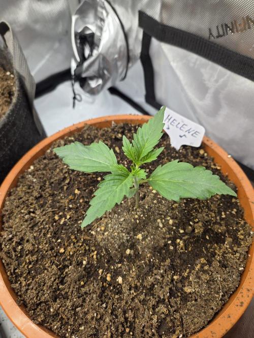"Helene" - Dos Si Dos Auto. Week 2 - Day12