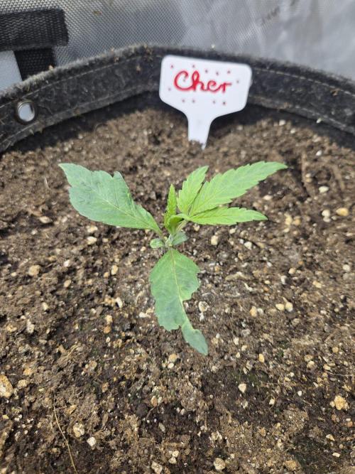 "Cher" - Old School Blues. Week 2 - Day13