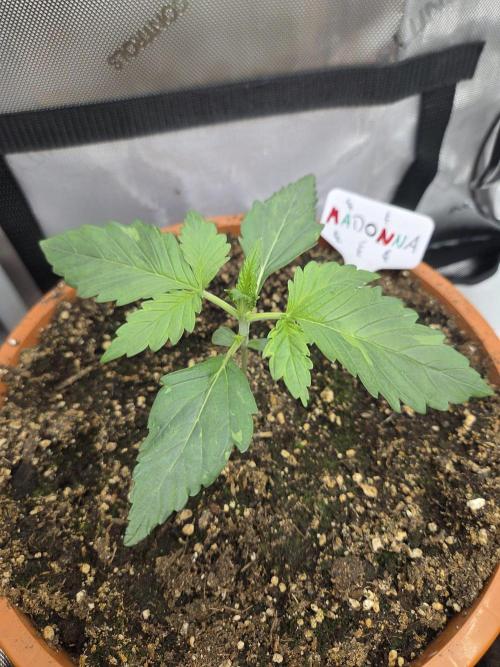 "Madonna" - Amnesia Haze. Week 2 - Day13