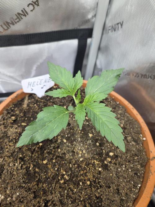 "Helene" - Dos Si Dos Auto. Week 2 - Day13