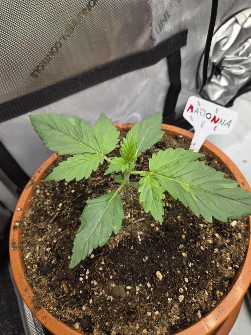 "Madonna" - Amnesia Haze. Week 2 - Day14