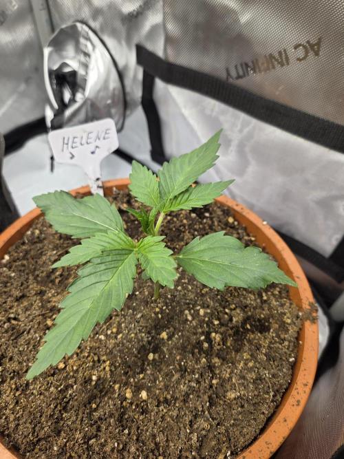 "Helene" - Dos Si Dos Auto. Week 2 - Day14