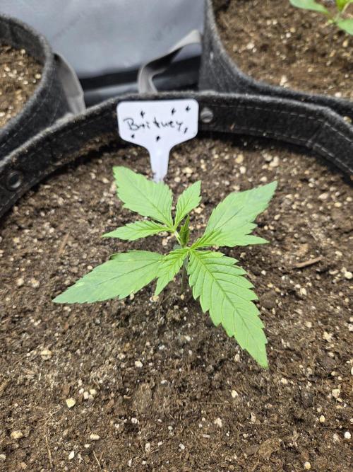 "Britney" - Sour Jealousy. Week 2 - Day14