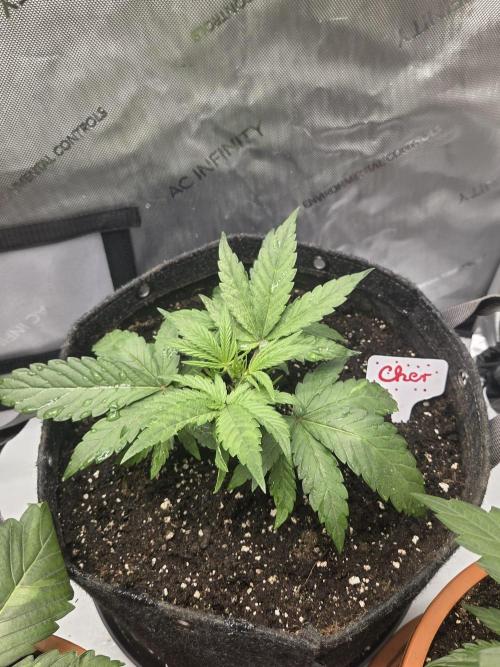 Old School Blues. Week 4
