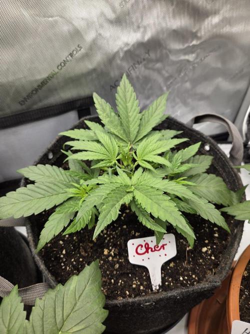 Old School Blues. Week 4